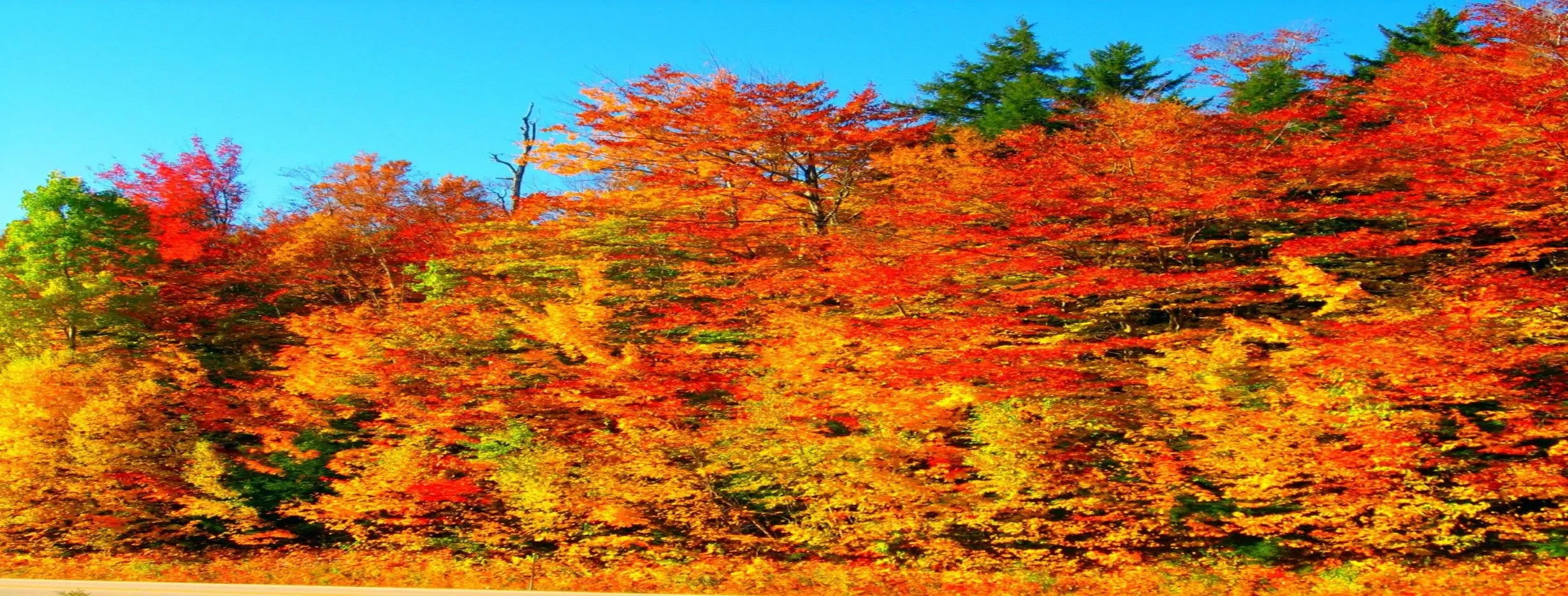 Image for Fall Foliage Extravaganza